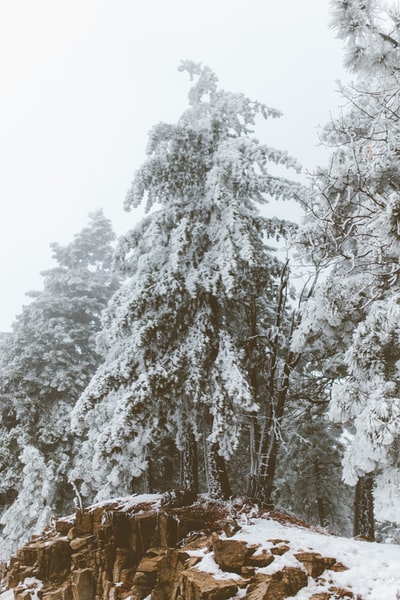 白天松树被雪覆盖